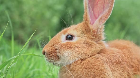 Portrait of a Funny Red Rabbit on a Green Natural Background in the Garden with Big Ears and