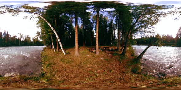 360 VR Virtual Reality of a Wild Forest. Pine Forest, Small Fast, Cold Mountain River. National Park