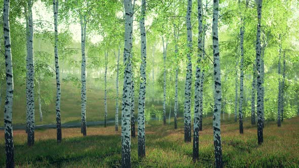 White Birch Trees in the Forest in Summer