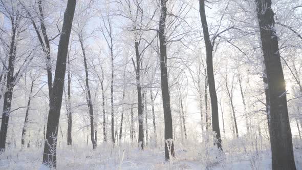 Walk Through the Winter Forest with Snowcovered Trees on a Beautiful Frosty Morning
