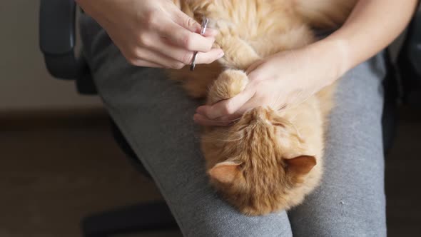 Cute Ginger Cat Lying on Woman's Knees. Woman Cuts Fluffy Pet's Claws with Scissors. Cozy Morning at