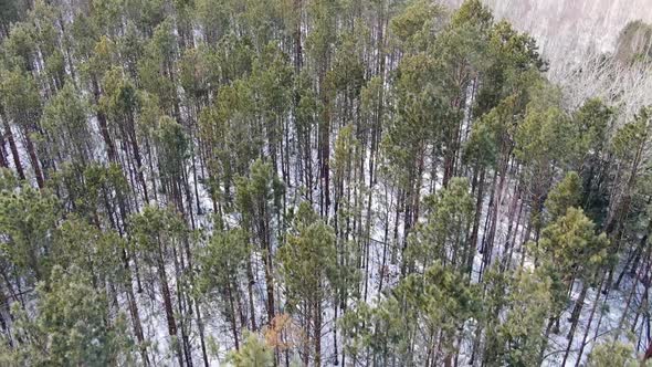 Winter Forest Top View, Drone Shooting, Trees Top View, Russian Forest