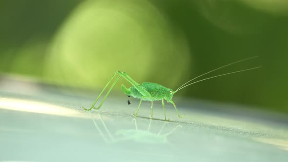 Speckled Bush-Cricket - Leptophyes Punctatissima