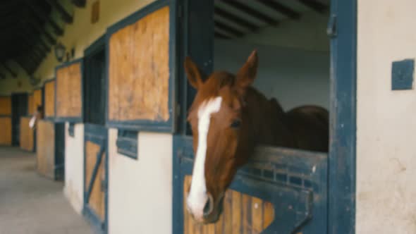 Brown Horse Horses is Looking From the Windows