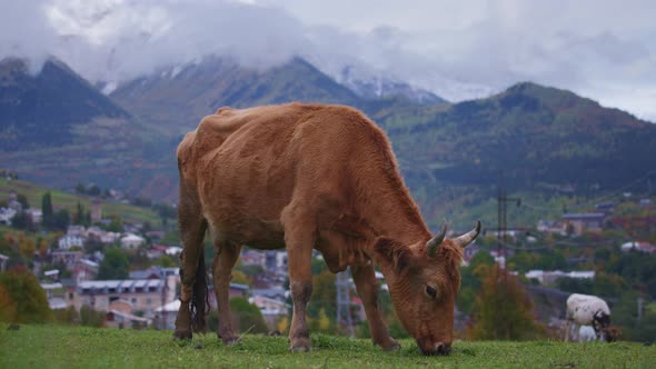 Wild cow grazing in the mountains