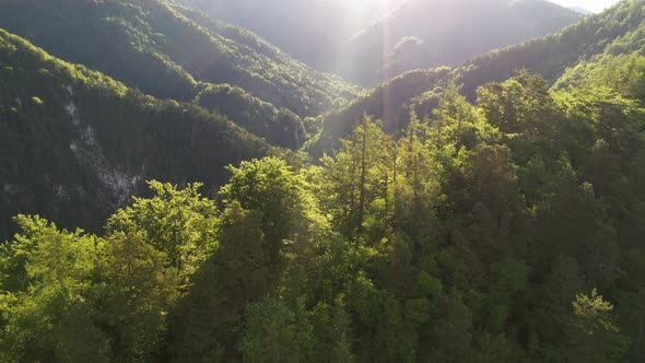 Summer in the fields and forest