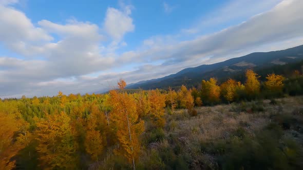 Aerial View of a Bright Autumn Forest on the Slopes of the Mountains