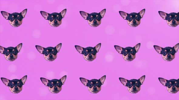 Dog Chihuahua Happy Faces Gif Animation Motion Design Pattern in 3d with Color Background Fashion