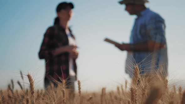 Focus on the Ears of Wheat. Team Farmers Stand in a Wheat Field with Tablet and Controlling Their