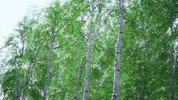 White Birch Trees in the Forest in Summer