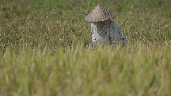 People are Harvesting Rice on Bali