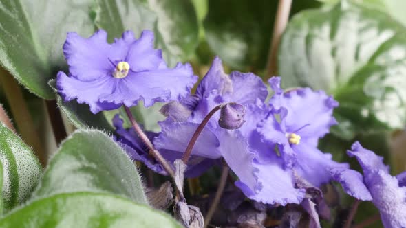 Beautiful purple plant Saintpaulia ionantha bud and leaves 4K 2160p 30fps UltraHD tilting footage - 