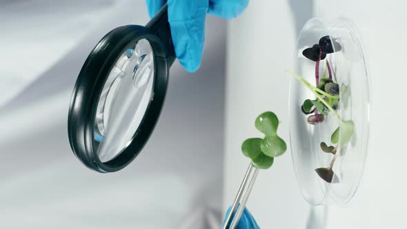 Vertical Video of Medical Scientist Inspecting Microgreens Working in Laboratory