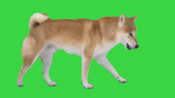 Cute Shiba Inu Dog Walking on a Green Screen, Chroma Key.