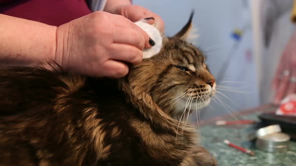 Unhappy Maine Coon Cat Lying on Table, Vet Cleaning Animal's Ears, Pet Grooming