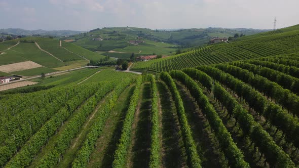 Barbaresco Vineyards Agriculture in Langhe Roero Monferrato, Piemonte