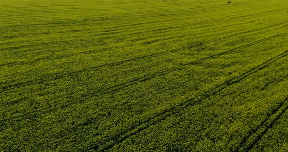 Sweeping Bright Green Agricultural Field With Growing Rapeseed Plants After Sunset. - Aerial Drone S