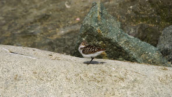 Little Stint