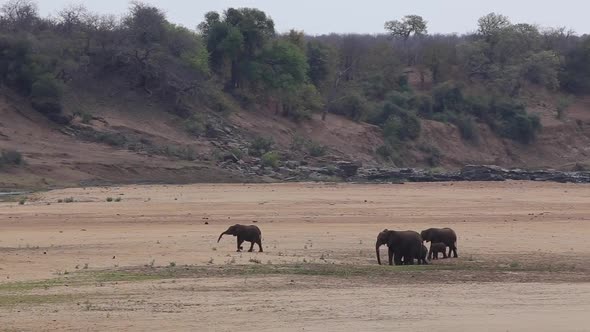 elephants in distance elephants in distance