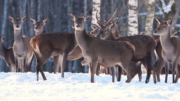 Red Deer in Winter Forest