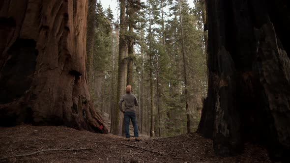 Exploring Giant Sequoias Forest