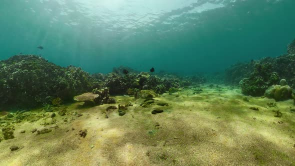 Coral Reef and Tropical Fish