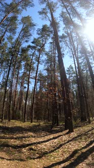 Vertical Video of the Forest Landscape Slow Motion