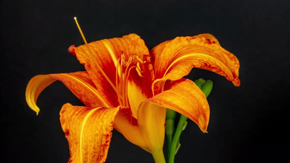 Orange Lily Rotating on Black Timelapse