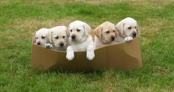 Yellow Labrador Retriever, Puppies Playing in a Cardboard Box, Normandy in France, Slow Motion 4K