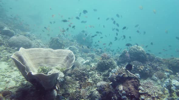 Coral Reef and Tropical Fish