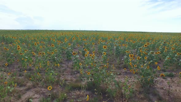 Aerial view of blooming sunflower fields