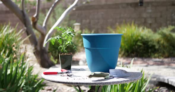 An old woman gardener with tools potting an organic tomato plant in a sunny backyard vegetable garde