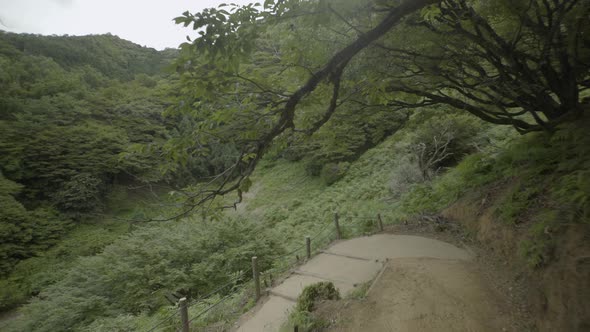 View of forest