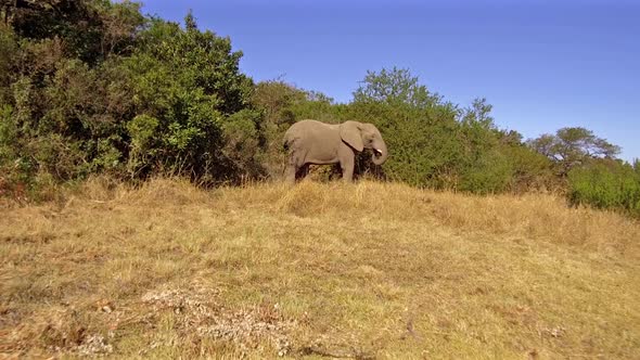 A Dangerous moment with a Male African Elephant as he charges towards the camera.