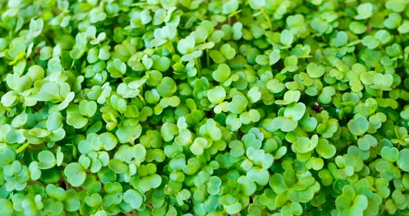 Microgreens Arugula Growing in Time Lapse