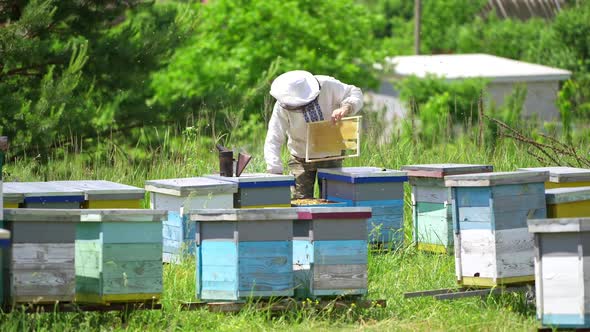 Apiculturist near beehives. Professional beekeeper examining bees at the apiary in summer. 