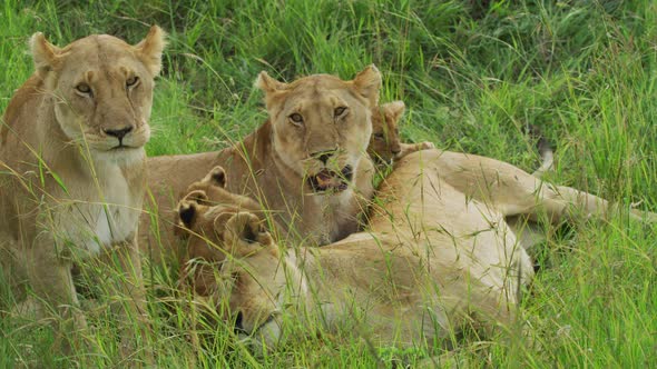 Lionesses and cubs in Maasai Mara