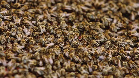 Close Up of Bees on Honeycomb