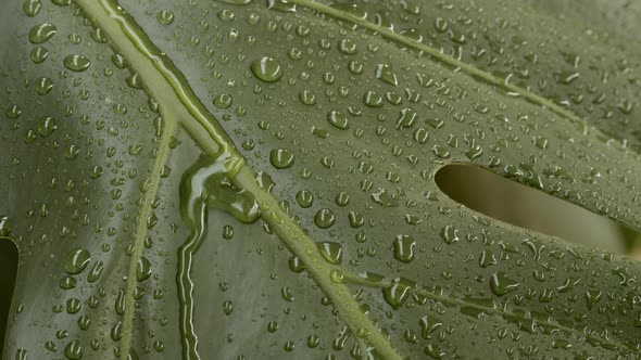 Water Dropping Off of Plant