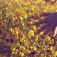 hand of girl touching wildflower at meadow garden walking at sunset - VideoHive Item for Sale