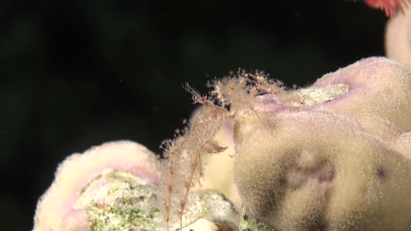 small spider crab on carl reef during a night dive.