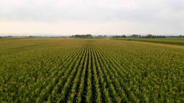 Drone view of fields, Cellarengo, Piemonte, Italy