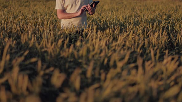 Farmer With a Gray Beard at Work Uses Digital Tablet in Agriculture on Sunset