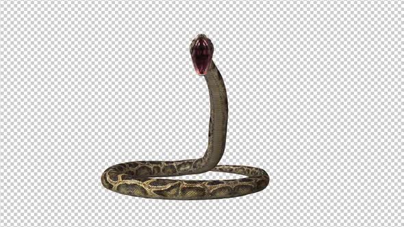 8K Snake