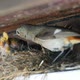 Redstart nest. Feeding and defecation of nestling. - VideoHive Item for Sale