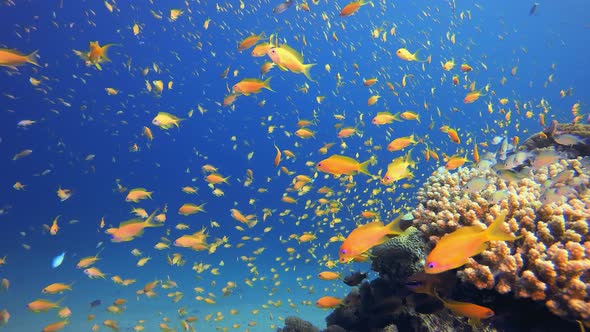 Tropical Colorful Underwater Seascape