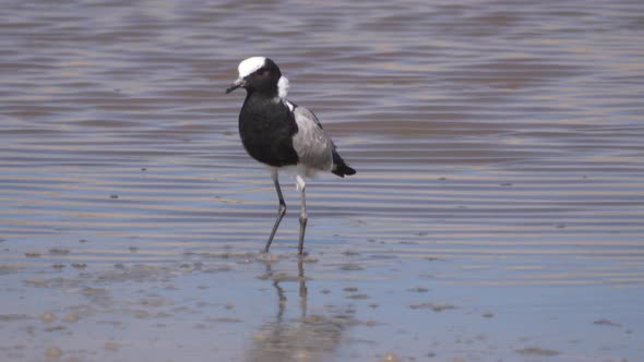 Blacksmith lapwing walks in a lake