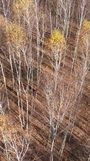 Vertical Video of Forest Landscape in Autumn Slow Motion