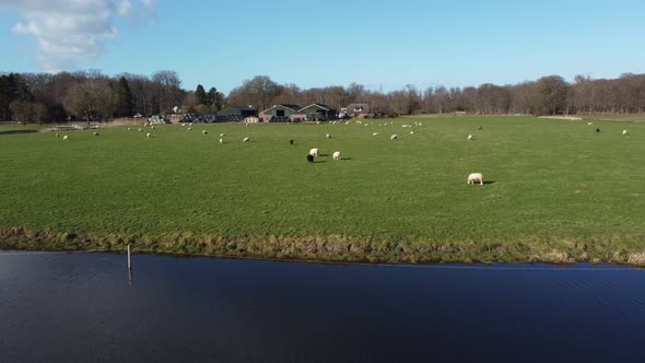 Flying over farmland and ditch towards herd of sheep