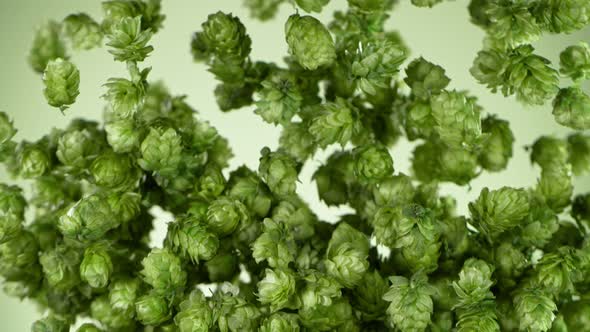 Super Slow Motion Shot of Flying Fresh Hops on Green Background at 1000 Fps